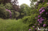 Rododendron (Rhododendron)