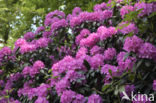 Rododendron (Rhododendron)