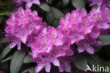 Rhododendron