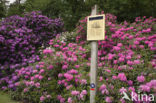 Rododendron (Rhododendron)