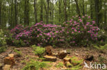 Rhododendron