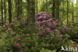 Rododendron (Rhododendron)