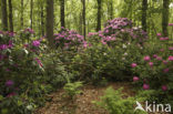 Rododendron (Rhododendron)