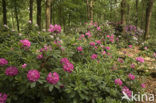 Rododendron (Rhododendron)