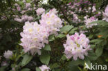 Rododendron (Rhododendron)