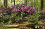 Rhododendron