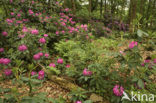 Rododendron (Rhododendron)