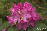 Rhododendron