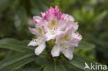 Rododendron (Rhododendron)