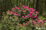 Rododendron (Rhododendron)