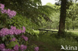 Rododendron (Rhododendron)