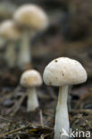 Spotted agaric (Collybia maculata)