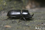 least Stag Beetle (Sinodendron cylindricum)