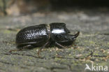 Rolrond vliegend hert (Sinodendron cylindricum)