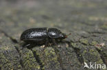 least Stag Beetle (Sinodendron cylindricum)
