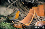 European Robin (Erithacus rubecula)
