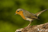 European Robin (Erithacus rubecula)