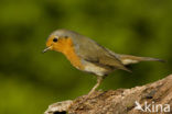 European Robin (Erithacus rubecula)