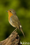 European Robin (Erithacus rubecula)
