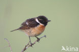 Stonechat (Saxicola rubicola)