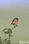 Roodborsttapuit (Saxicola rubicola)