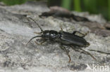 black spruce beetle (Tetropium castaneum)