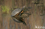 Roodwangschildpad (Trachemys scripta elegans)