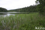 Rospuda Valley