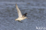 Bar-tailed Godwit (Limosa lapponica)