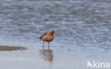 Bar-tailed Godwit (Limosa lapponica)