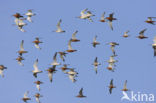 Bar-tailed Godwit (Limosa lapponica)