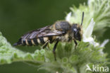 Rosse kegelbij (Coelioxys rufescens) 