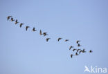 Rotgans (Branta bernicla)