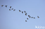 Brent Goose (Branta bernicla)