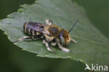 Rotsbehangersbij (Megachile pilidens)