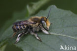 Rotsbehangersbij (Megachile pilidens)