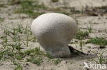 Ruitjesbovist (Calvatia utriformis)