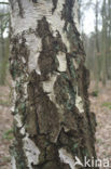 Ruwe berk (Betula pendula)