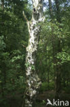 Silver Birch (Betula pendula)
