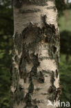 Ruwe berk (Betula pendula)