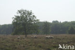 Schaap (Ovis domesticus)