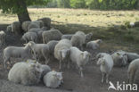 Schaap (Ovis domesticus)