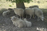 Schaap (Ovis domesticus)