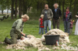 Sheep (Ovis domesticus)