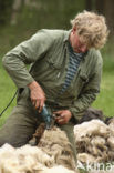 Sheep (Ovis domesticus)