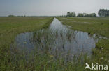 Schraallanden langs de Meije