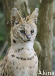 Serval (Felis serval)