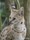 Serval (Felis serval)