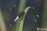 Lilypad White-faced Darter (Leucorrhinia caudalis)