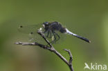 Lilypad White-faced Darter (Leucorrhinia caudalis)